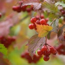 Benefits and harms of red viburnum